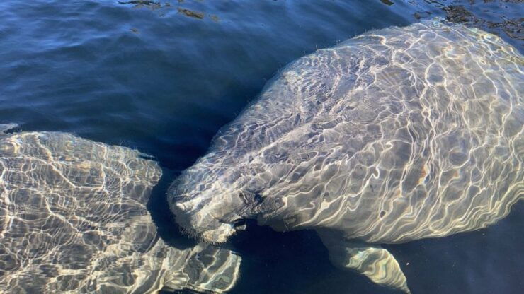 St. Augustine: Dolphin and Manatee Paddle or Kayak Tour - Experience Highlights
