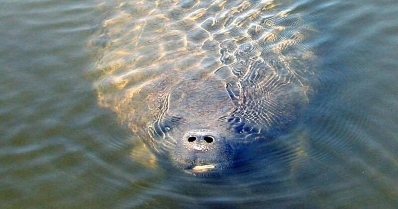 St. Augustine: Dolphin and Wildlife Historical Boat Tour - Good To Know