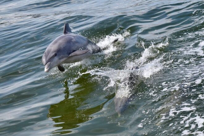 St.Augustine: Dolphin Watch & Historical Harbor Tour +Drinks - Duration and Pricing