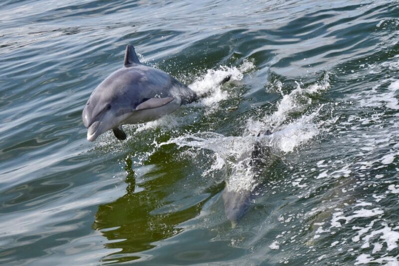 St. Augustine: Dolphin Watching Harbor Tour with Drinks - Why This Tour Works for Different Travelers