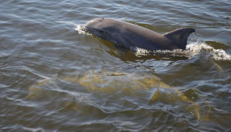 St. Augustine: Paddle Board Dolphin Adventure - Activity Duration and Guide Information