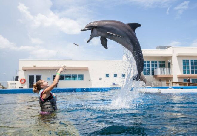St. Augustine: Swimming With the Dolphins Entry Ticket - Inclusions