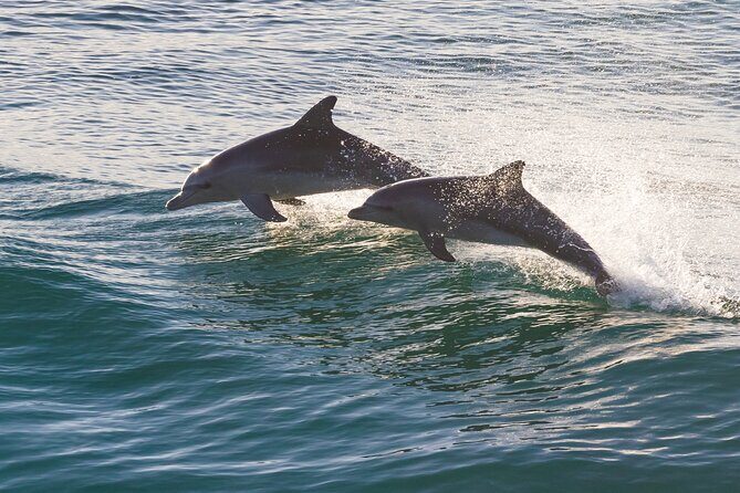 St. Augustine Wildlife Adventure: Boat Cruise & Kayak Eco Tour - An Authentic Look at the Experience