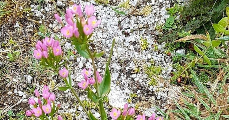 St Austell: Cornish Clay Country Guided Walk - The Practicalities: Transportation, Group Size, and Pricing
