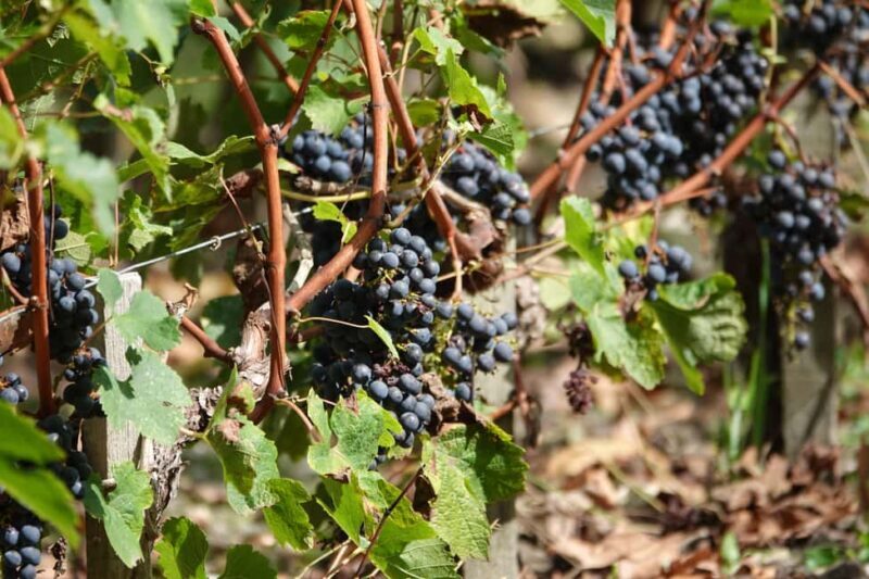 St. Emilion: Half Day E-Bike & Wine Tour with Wine & Cheese - Frequently Asked Questions