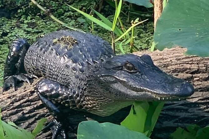 St. Johns River Airboat Safari  - St Augustine - Informative Commentary and Personal Headsets