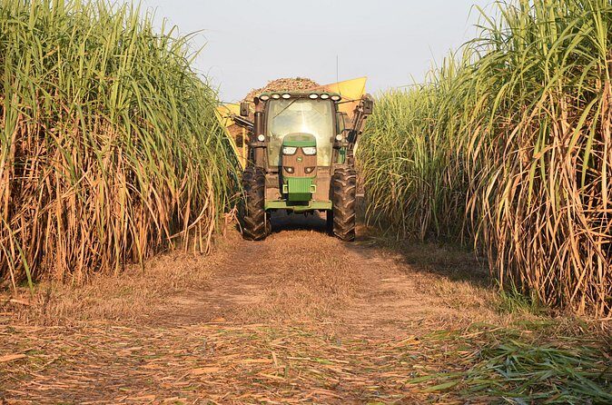 St. Joseph and Felicity Plantation Combo Tour - Who Will Appreciate This Tour?