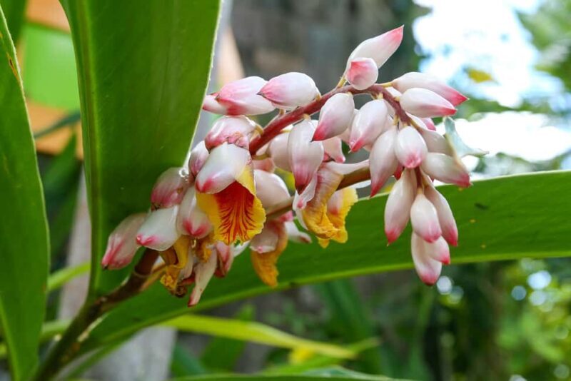 St. Kitts: Top Sights Guided Van or Open-Air Safari Tour - What to Expect from the Tour  