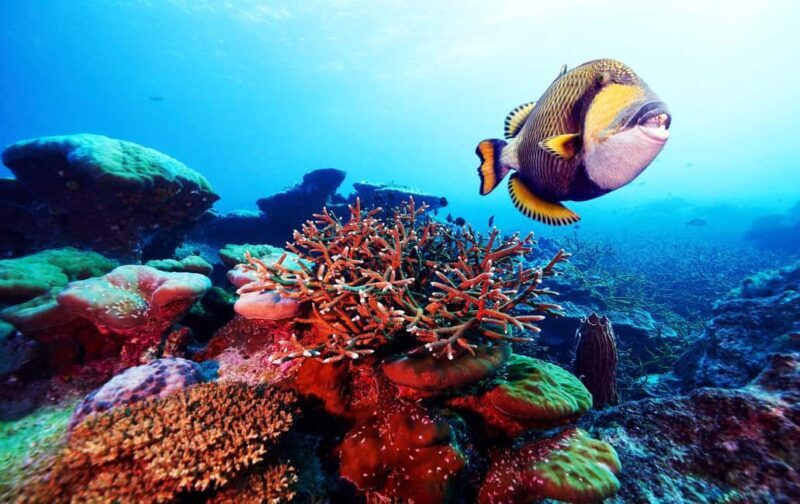 St. Lucia: Anse Cochon Marine Reserve Snorkeling Tour - The Sum Up