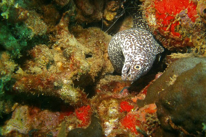 St Lucia Certified Scuba Diving Tour - Pricing and Booking Details