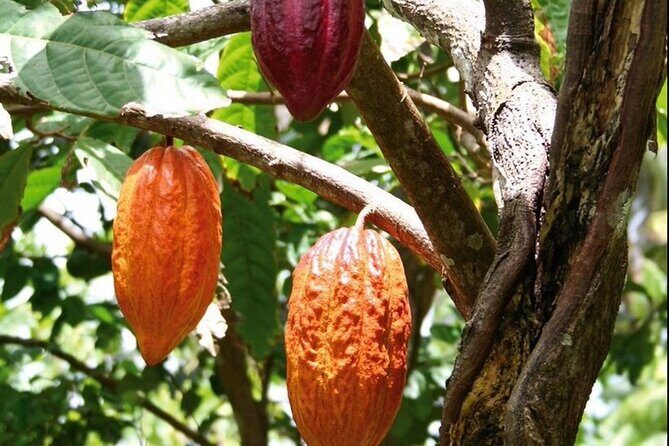 St Lucia Chocolate Making Marigot Bay & Souvenir Shopping - The Sum Up