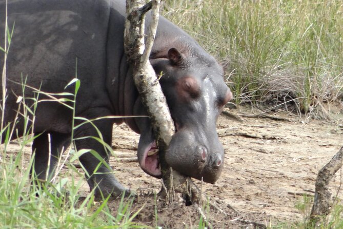 St Lucia Day Tour - Isimangaliso Wetland Park - Overview of Isimangaliso Wetland Park Tour
