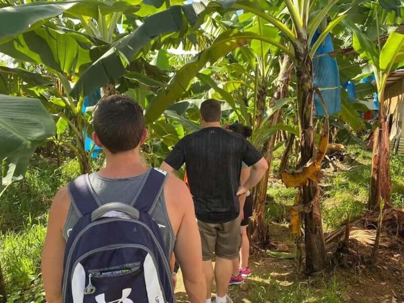 St. Lucia: Gros Piton Hike with Transportation - An Honest Breakdown of the Gros Piton Hike Tour