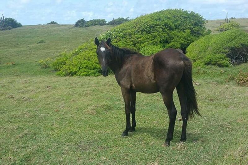 St. Lucia: Horseback Riding Adventure - An Honest Look at the Horseback Riding Adventure in Saint Lucia