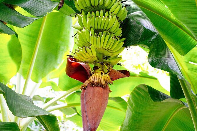 St. Lucia Island Short Tour - The Itinerary Breakdown: What You Can Expect