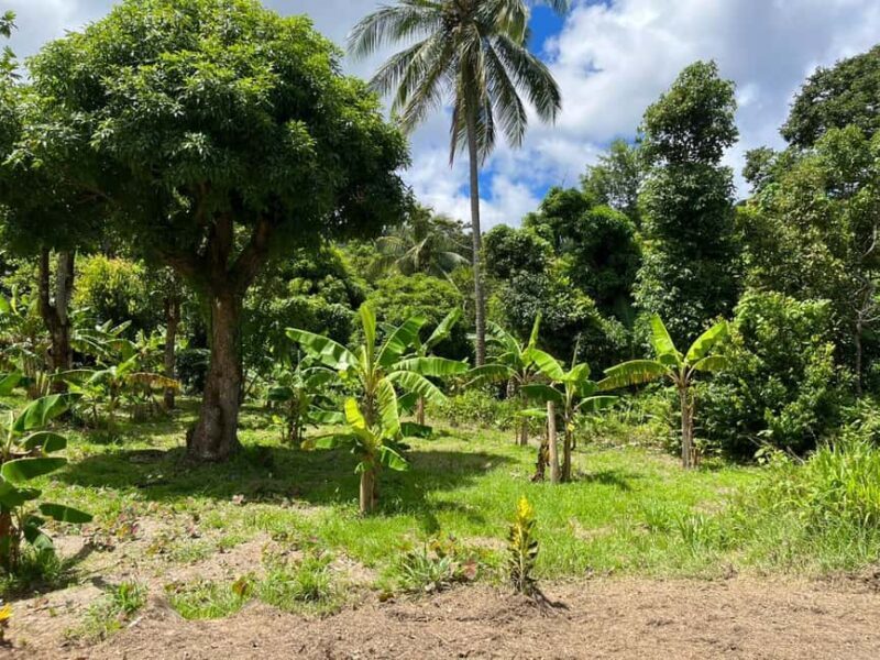 St. Lucia: Land and Sea All Inclusive Tour - An In-Depth Look at the Tour