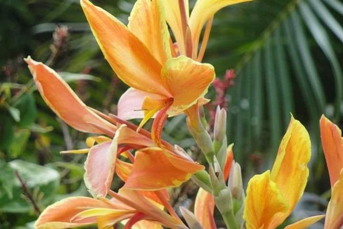 St Lucia Northern Island Tour - Tour Highlights