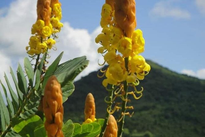 St Lucia Northern Island Tour - Historical Sites and Cultural Experiences
