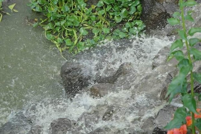St Lucia Northern Island Tour - Learning About Local Flora and Fauna