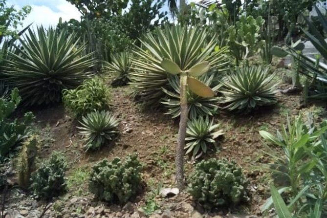 St Lucia Northern Island Tour - Inclusions and Amenities