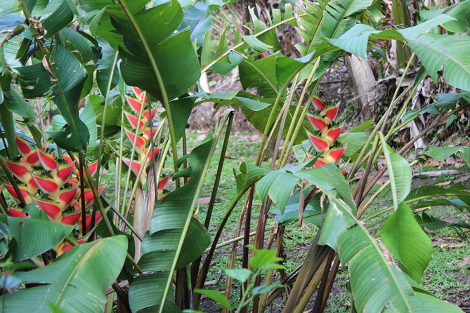 St. Lucia: Tet Paul, Diamond Gardens, Drive-In Volcano  - Vieux Fort - Exploring Diamond Falls Botanical Gardens