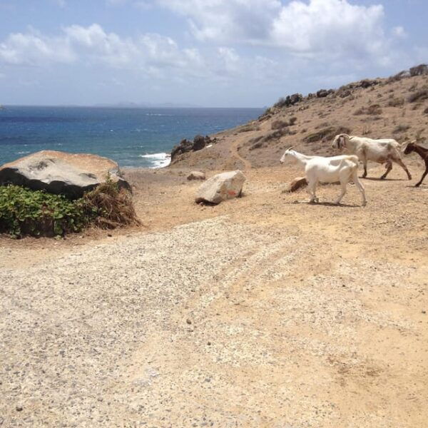 St. Maarten: Guana Bay Coastal Hike - What to Expect on the Hike