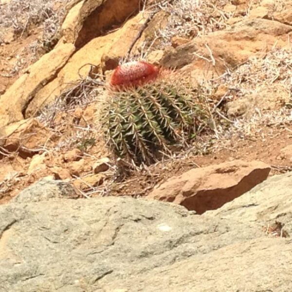 St. Maarten: Guana Bay Coastal Hike - Safety Considerations