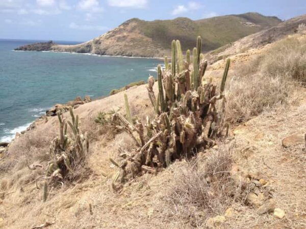 St. Maarten: Guana Bay Coastal Hike - Booking and Cancellation