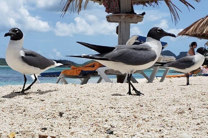 St. Mary's Mud Buggy Experience - Price and Value Analysis