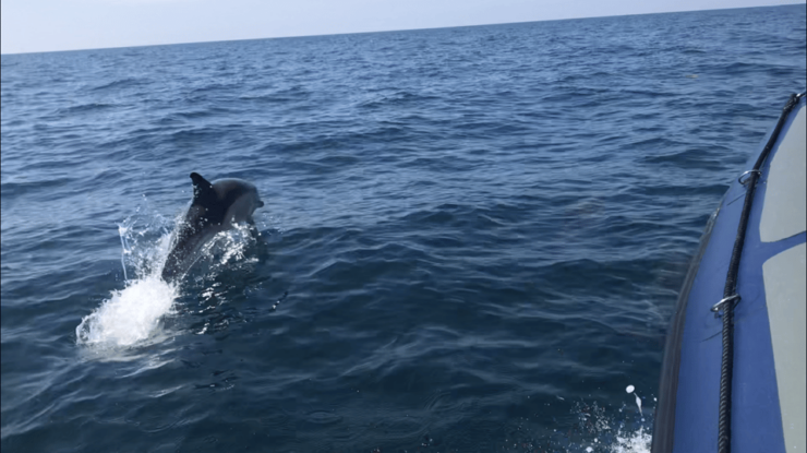 St Mawes: Two Hour RIB Tour - Booking Information