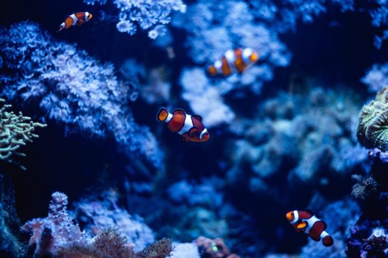 St Paul's Bay: Malta National Aquarium Entry Ticket - What to Expect During Your Visit