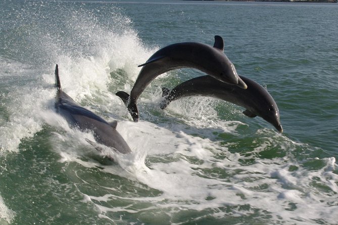 St. Pete Beach Dolphin Racer Speedboat Adventure - Customer Experiences and Reviews