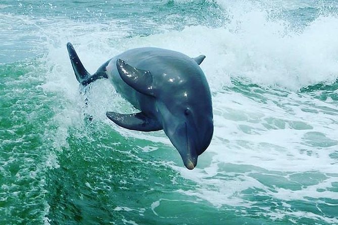 St. Pete Beach Dolphin Racer Speedboat Adventure - The Sum Up