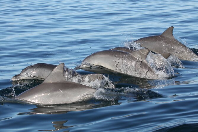 St. Pete Dolphin Watching and Shelling Adventure - Overall Reviews: Rating and Feedback