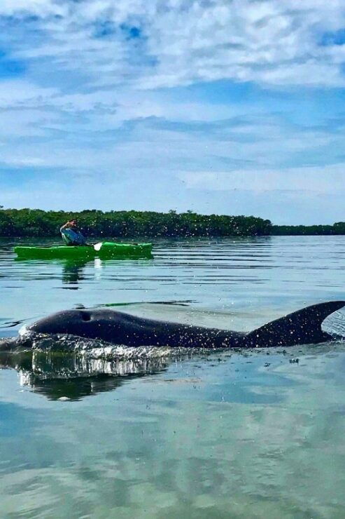 St Pete & St Pete Beach: Coastal Kayak Charters - Experience Highlights