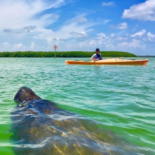 St Pete & St Pete Beach: Coastal Kayak Charters - Inclusions