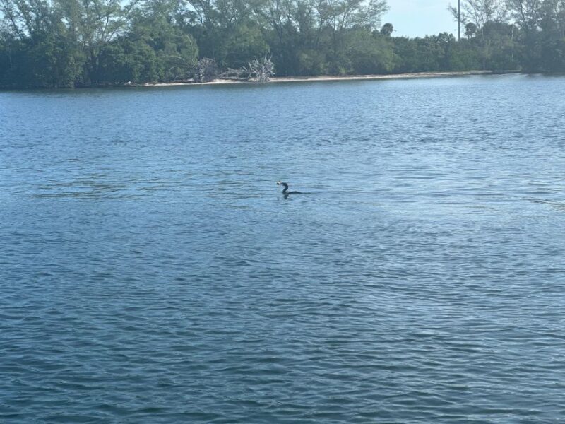 St. Petersburg, FL: 3-Hour Eco Tour with Island Hopping - What’s Included and Practical Details