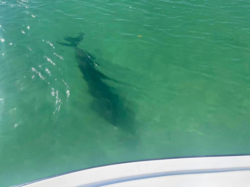 St. Petersburg, FL: 4-Hour Private Beach Tour - Good To Know: