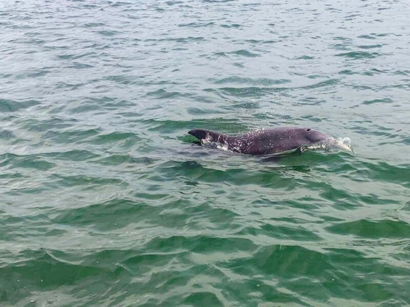 St. Petersburg, FL: 4-Hour Private Beach Tour - FAQ