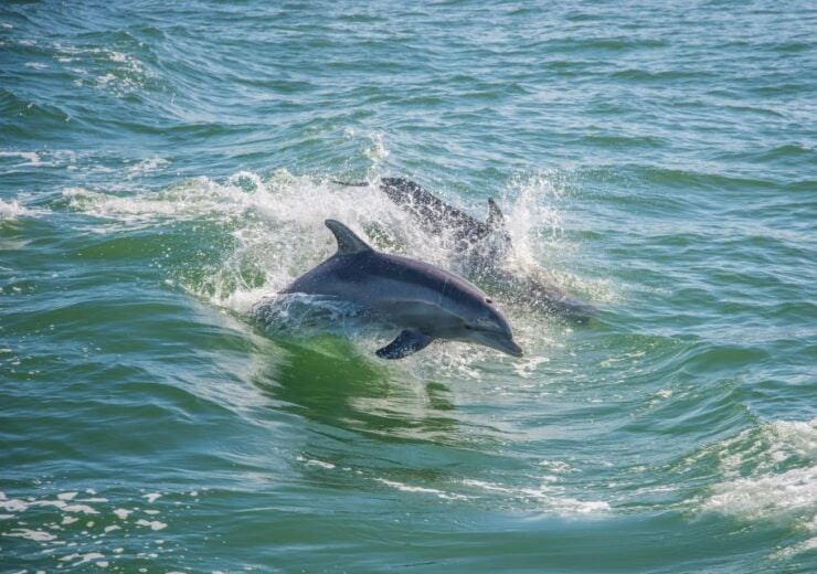 St. Petersburg, FL: Private 2-Hour Dolphin Watching Cruise - Experience