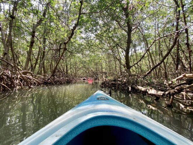 St. Petersburg, FL: Weedon Island Kayak Tour - Customer Reviews