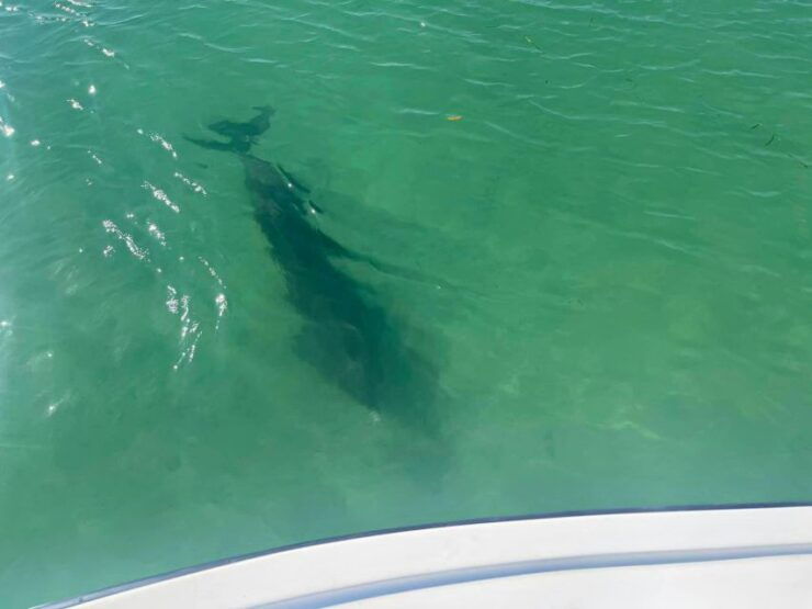 St. Petersburg, Florida: Private 4-Hour Beach Tour - Experience