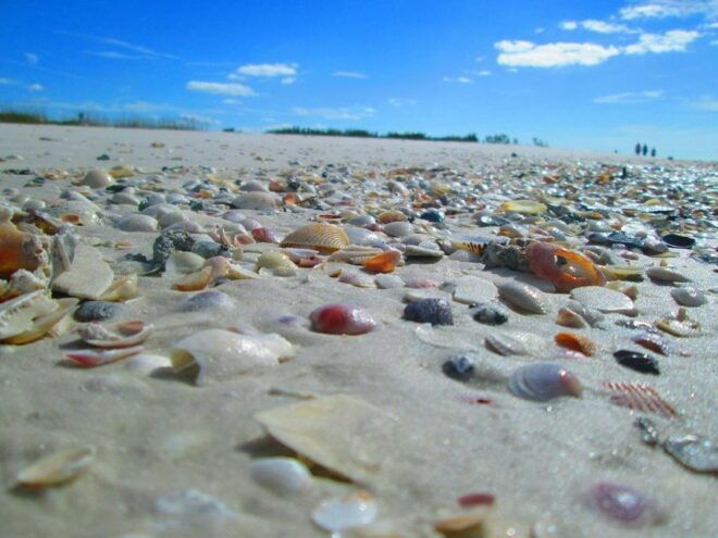 St. Petersburg, Florida: Private 4-Hour Beach Tour - Full Description