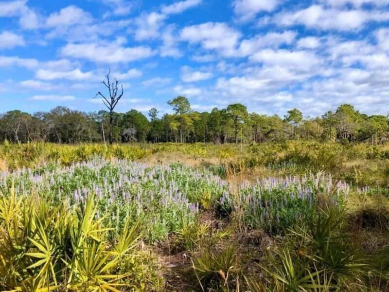St. Petersburg: Lake Maggiore Bike Tour with Guide - A Deep Dive into the Lake Maggiore Bike Tour