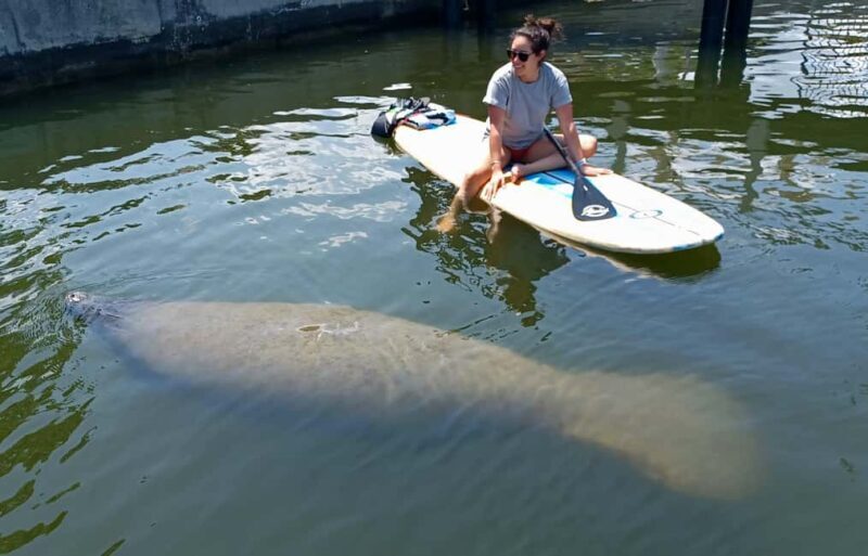 St. Petersburg: Paddle Board Tour with Wildlife Spotting - Duration, Price, and Group Size