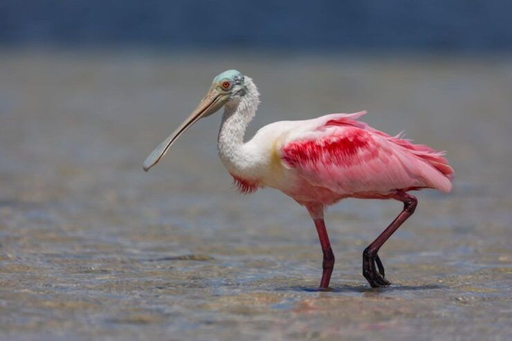 St Petersburg: Shell Key Nature Preserve Clear Kayak Tour - Activity Details