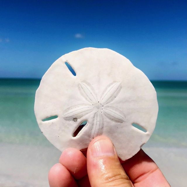 St Petersburg: Shell Key Nature Preserve Clear Kayak Tour - Important Information