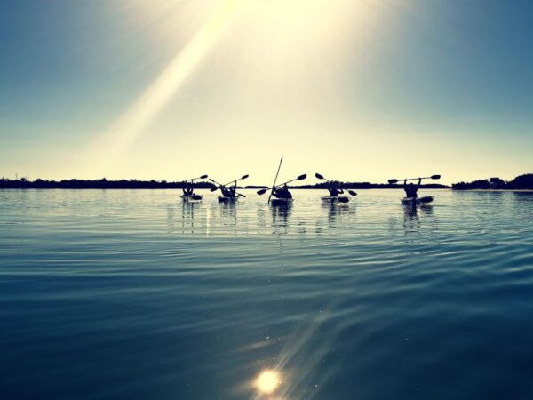 St Petersburg: Shell Key Nature Preserve Clear Kayak Tour - The Sum Up