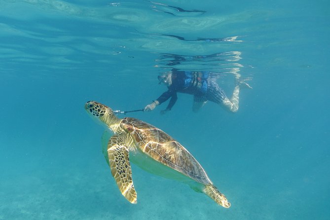St Thomas Sea Turtle Snorkel Kayak Adventure Tour - Meeting and Logistics