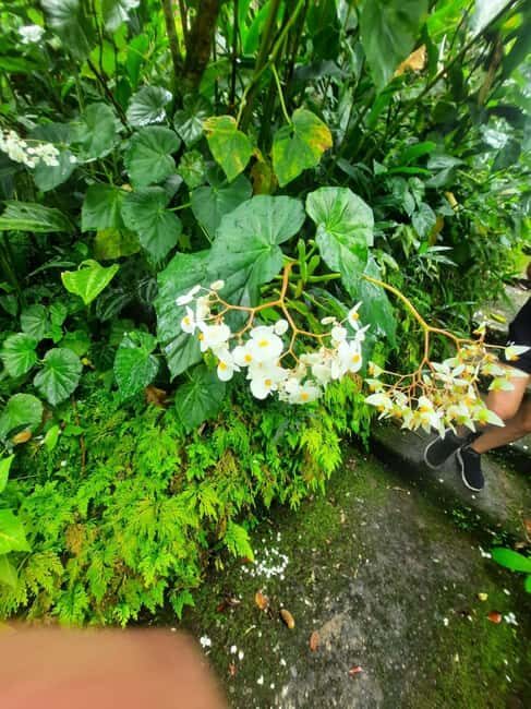 St Vincent: Montreal Gardens, Botanical Gardens & Fort Tour - Good To Know